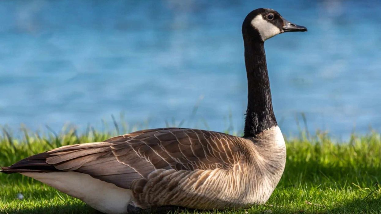 Canada goose bird facts tell us about the heavily weighted bird.