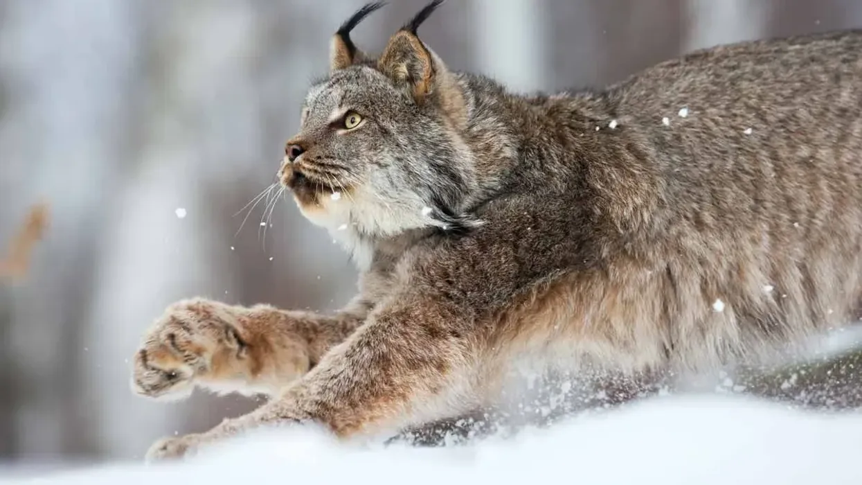 Canada Lynx facts are amazing
