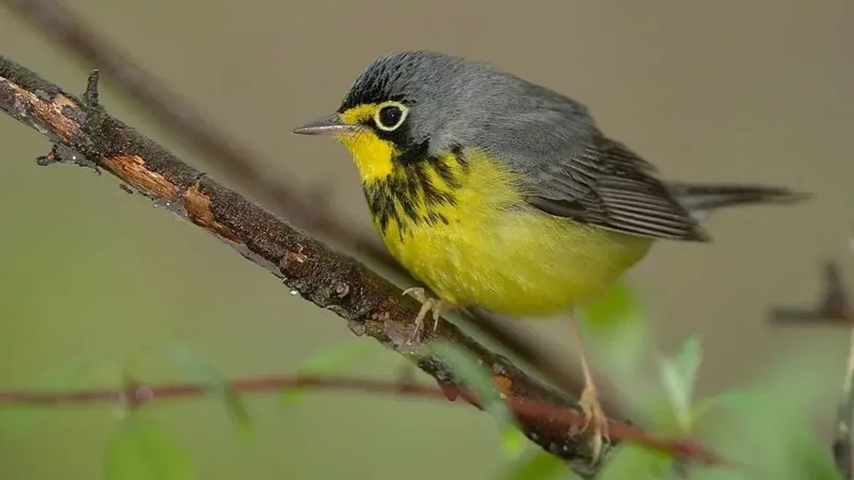 Canada warbler facts are interesting for both children and adults alike.