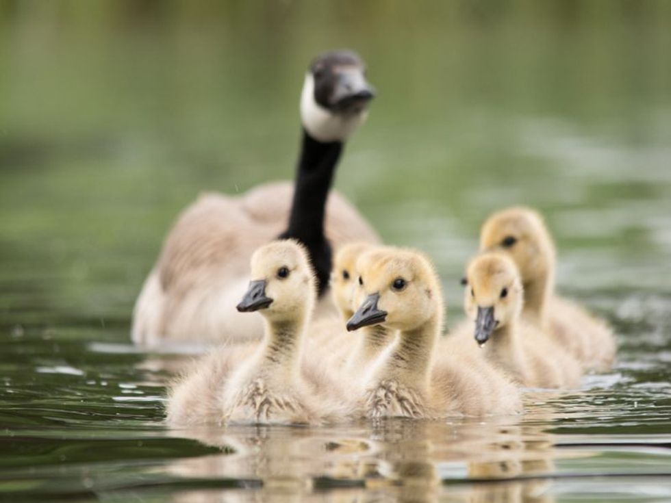 Canadian goose chicks.