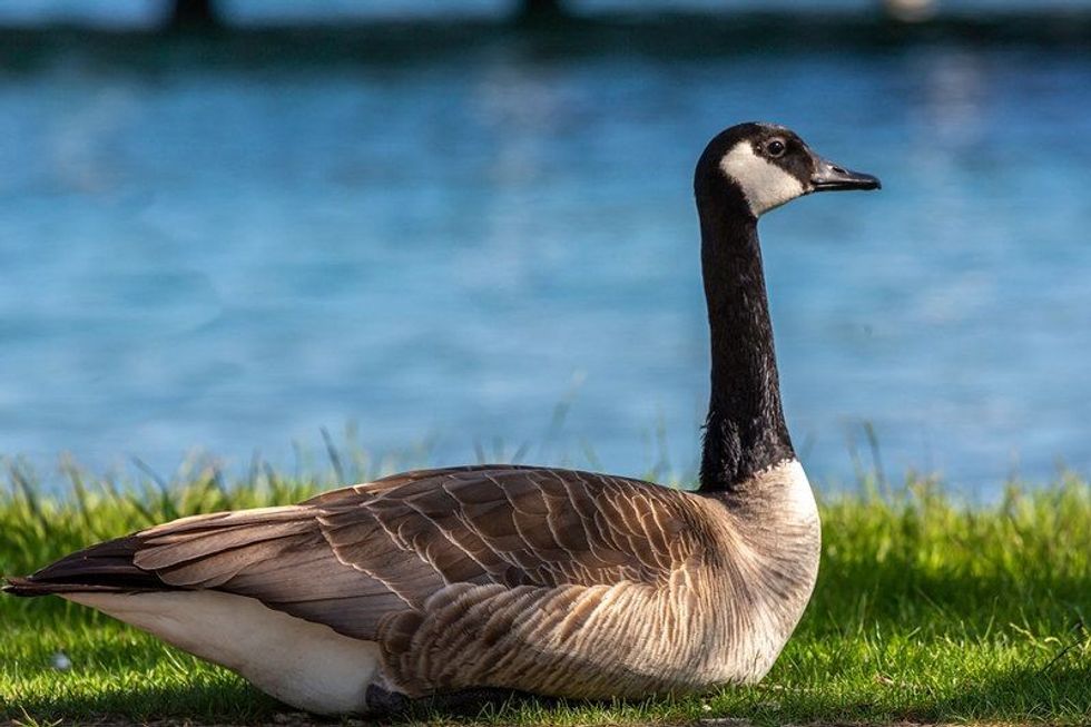 Canadian goose near lakeside.