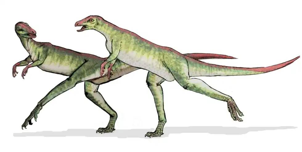 Canardia facts are interesting.