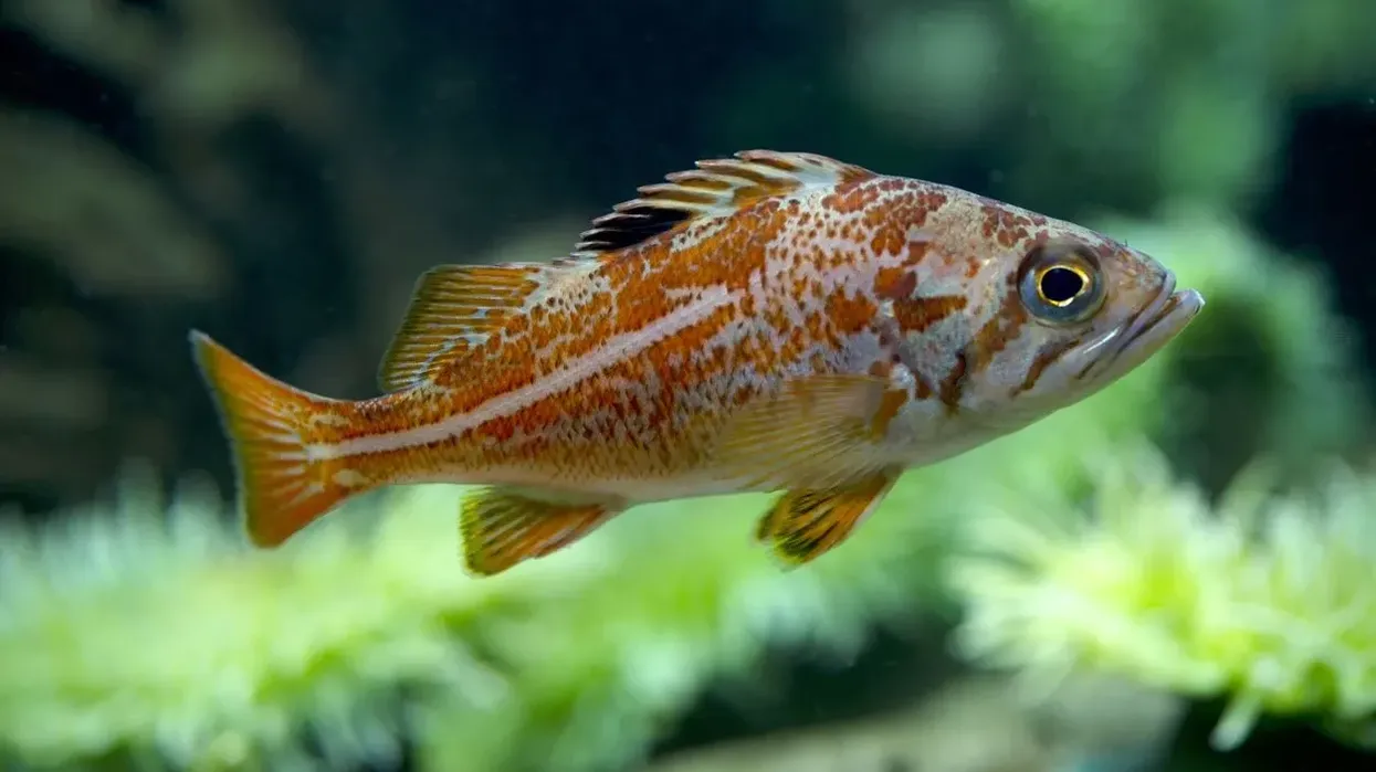Canary rockfish facts that they range from Alaska to California.