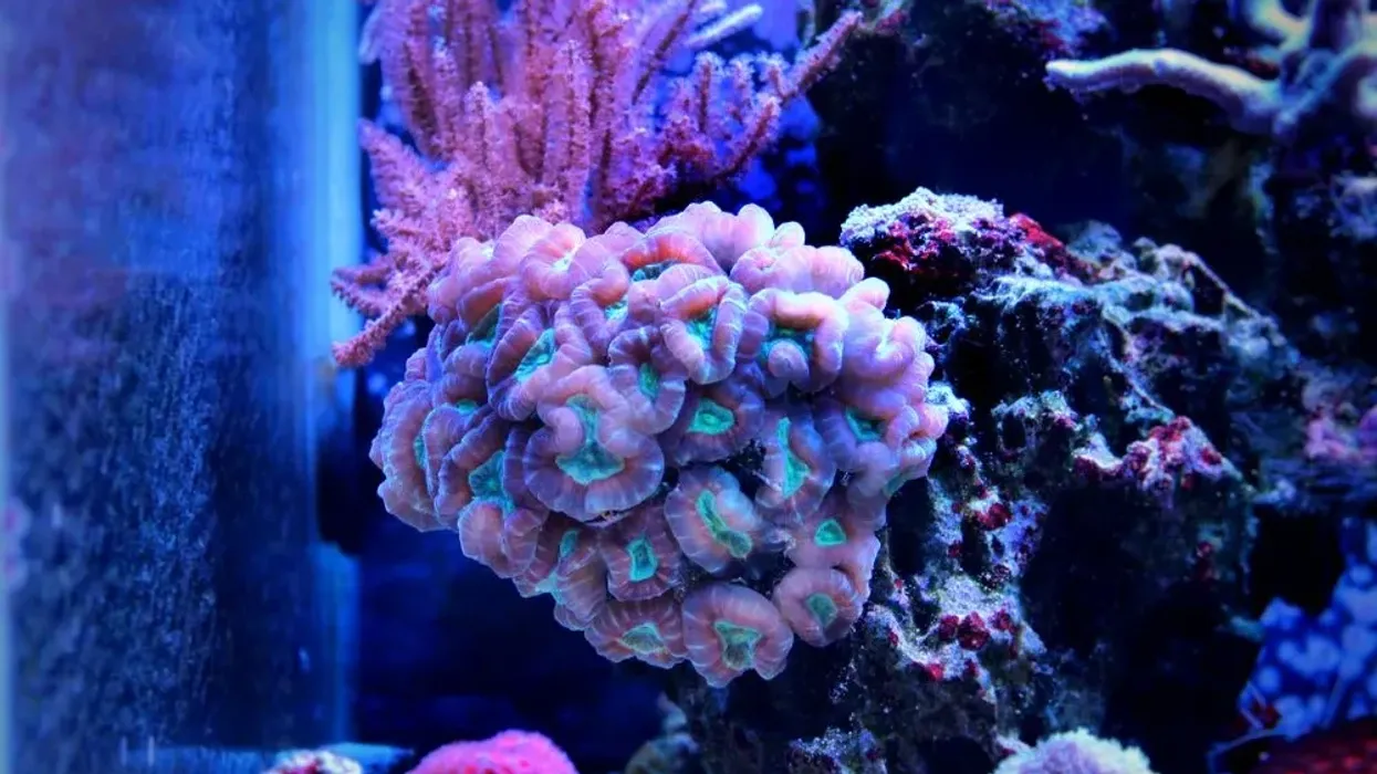 Candy cane coral facts are both fun and interesting!