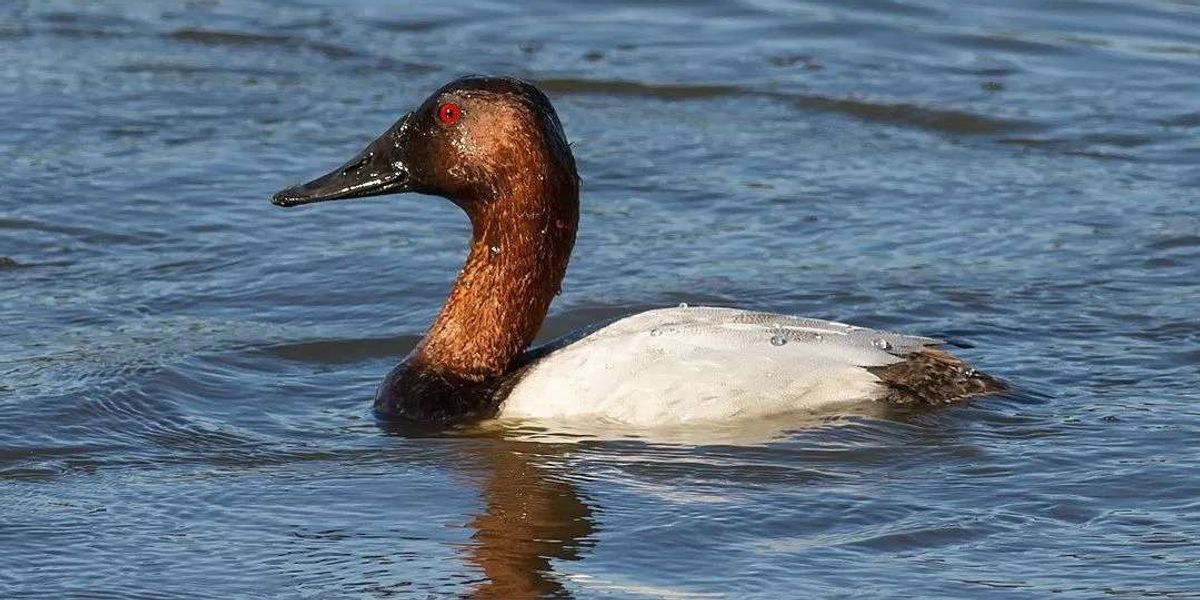 Fun Canvasback Facts For Kids | Kidadl