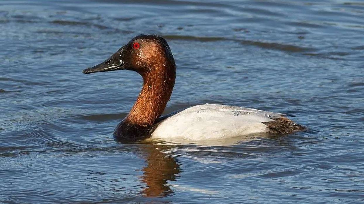 Canvasback facts are interesting to everyone who loves birds.