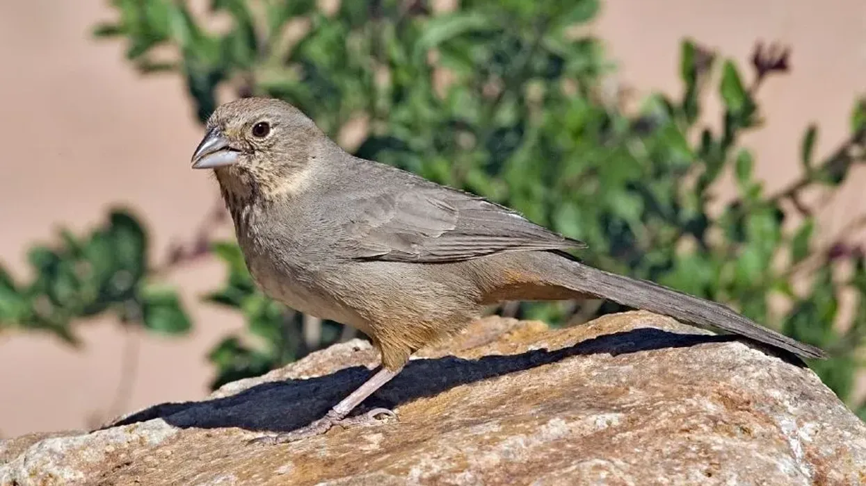 Canyon towhee facts are fun to read.