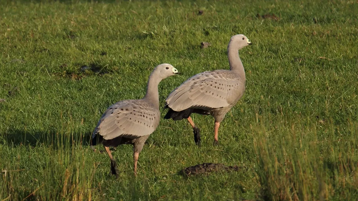Cape Barren goose facts let you know about a bird found in western and south-eastern Australia.