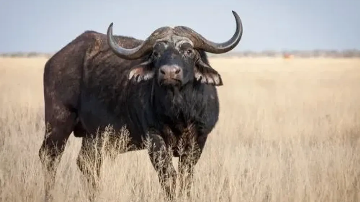 Cape buffalo facts and information are educational!