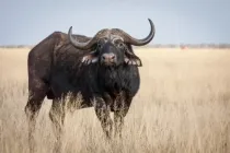 Cape buffalo facts and information are educational!