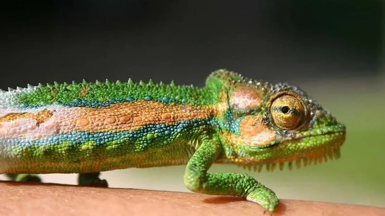 Cape dwarf chameleon facts are about the chameleon species native to Southern Africa.
