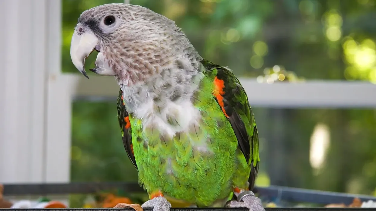 Cape parrot facts about the green parrot with a golden head and neck