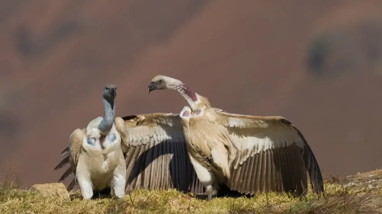 Cape vultures are the only vultures in South Africa that live and feed together in large colonies.