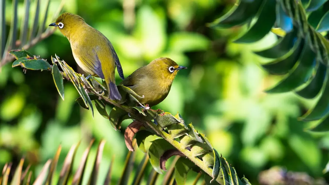 Cape white-eye facts talk about the coloration on their breast and belly.
