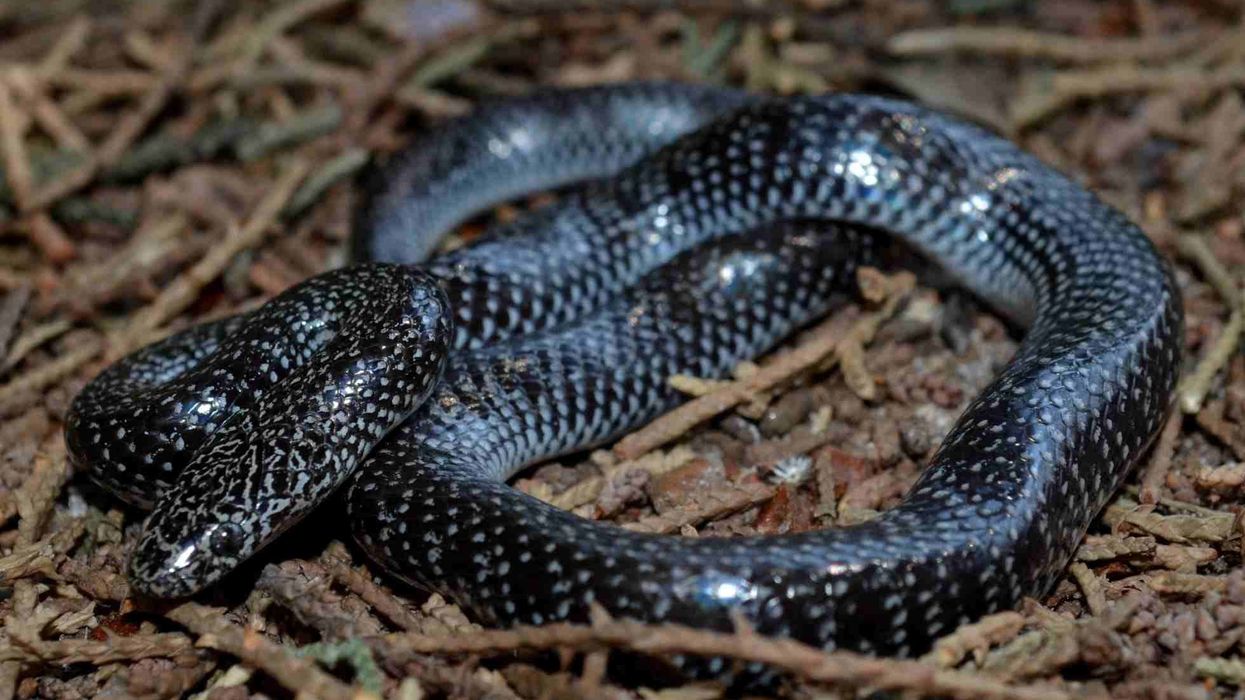 Cape wolf snake facts are all about this remarkable snake of the Lamprophiidae family.