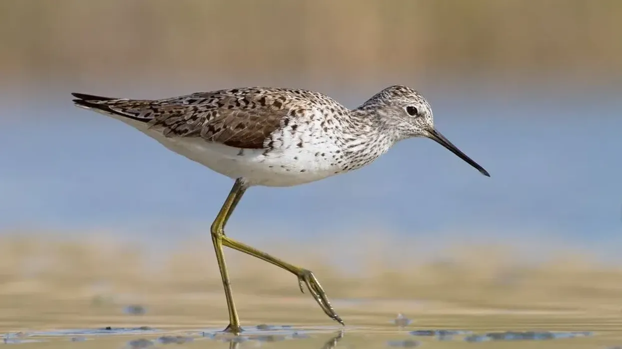 Captivating and interesting marsh sandpiper facts for kids.