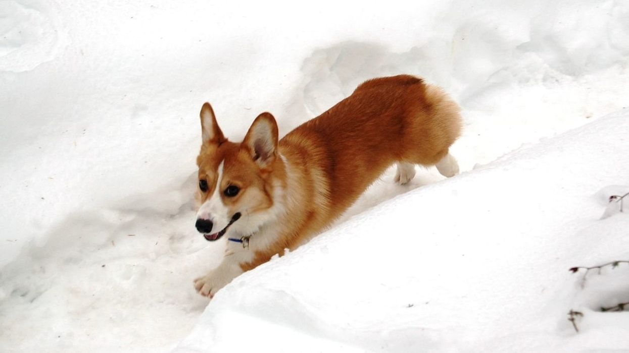 Cardigan Welsh Corgi facts, such as they have dense double coats in varied colors, are interesting.