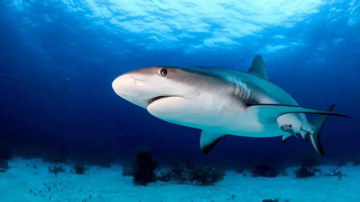 Caribbean Reef Shark facts about how they feed on fish and other sea animals