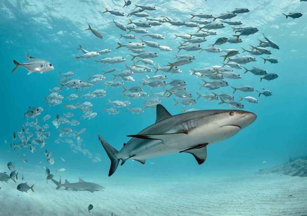 Caribbean reef shark swimming with school of jacks