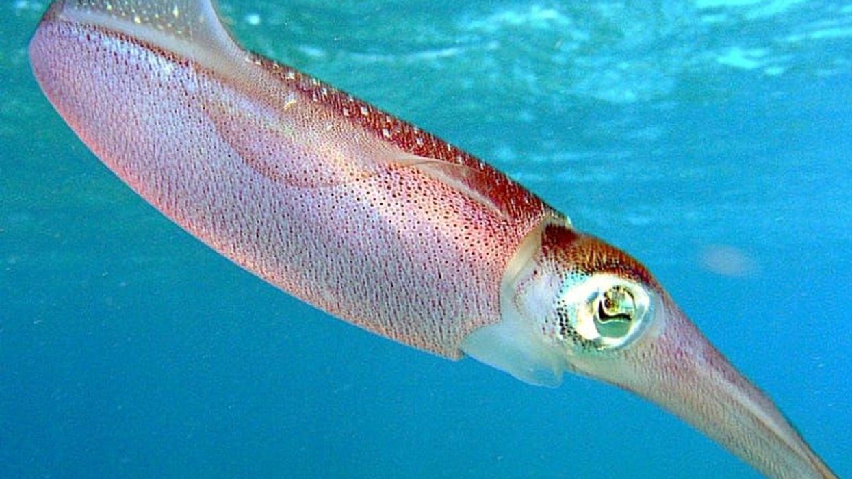 Caribbean reef squid facts are captivating.