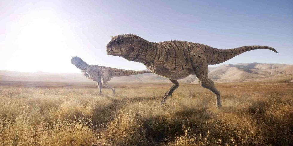 Carnivores like this are not all about size