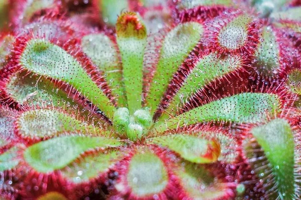 Carnivorous sundew plants grow in sandy