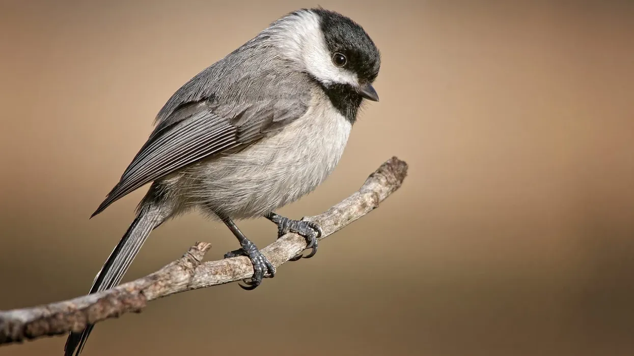 Carolina chickadee facts like they are frequent backyard visitors are interesting