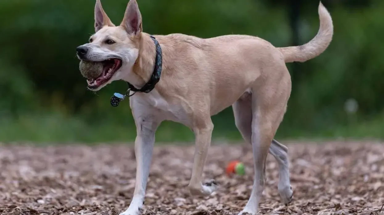 Carolina dog facts on the one of the most popular dog breeds