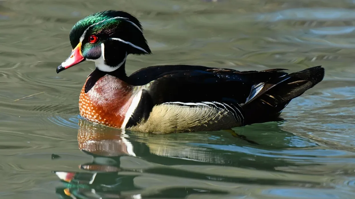 Carolina wood duck facts tell us about their nesting habits.
