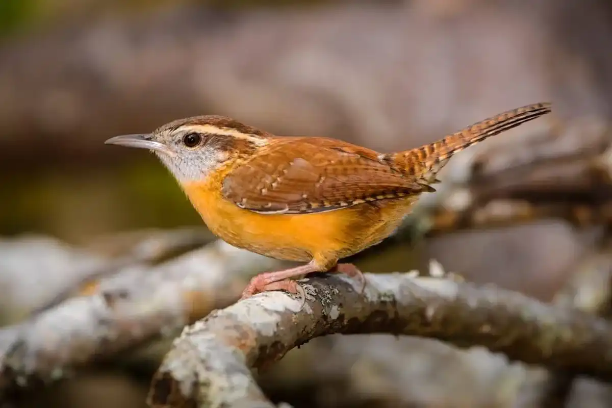 Carolina wren facts are fun to know.