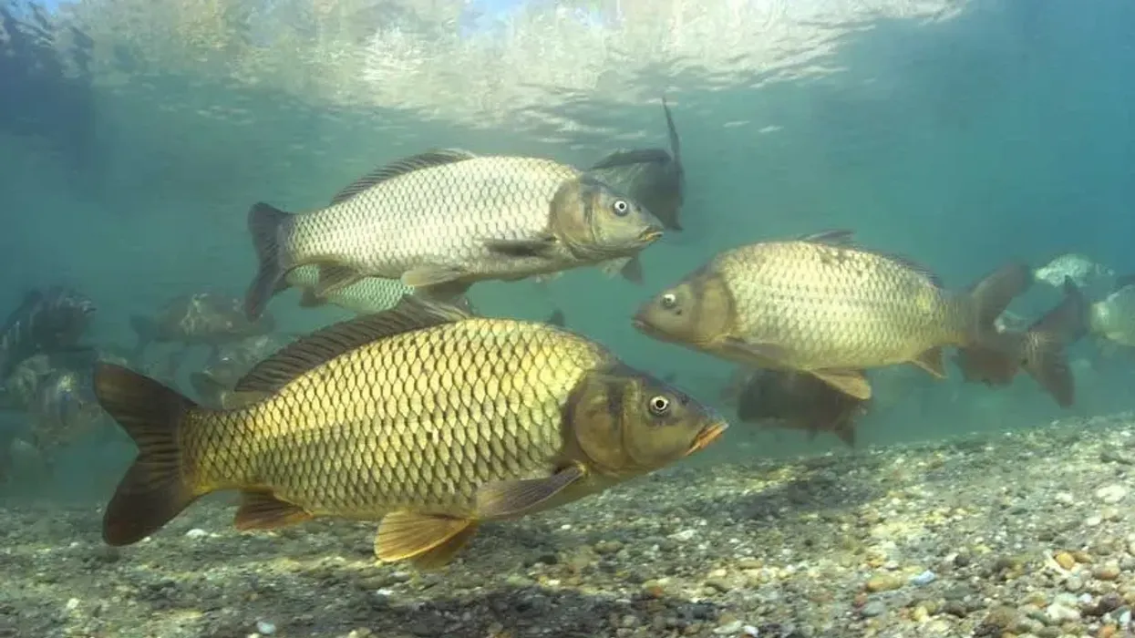 Carp facts about the dangerous organism that can be found across Europe and Asia
