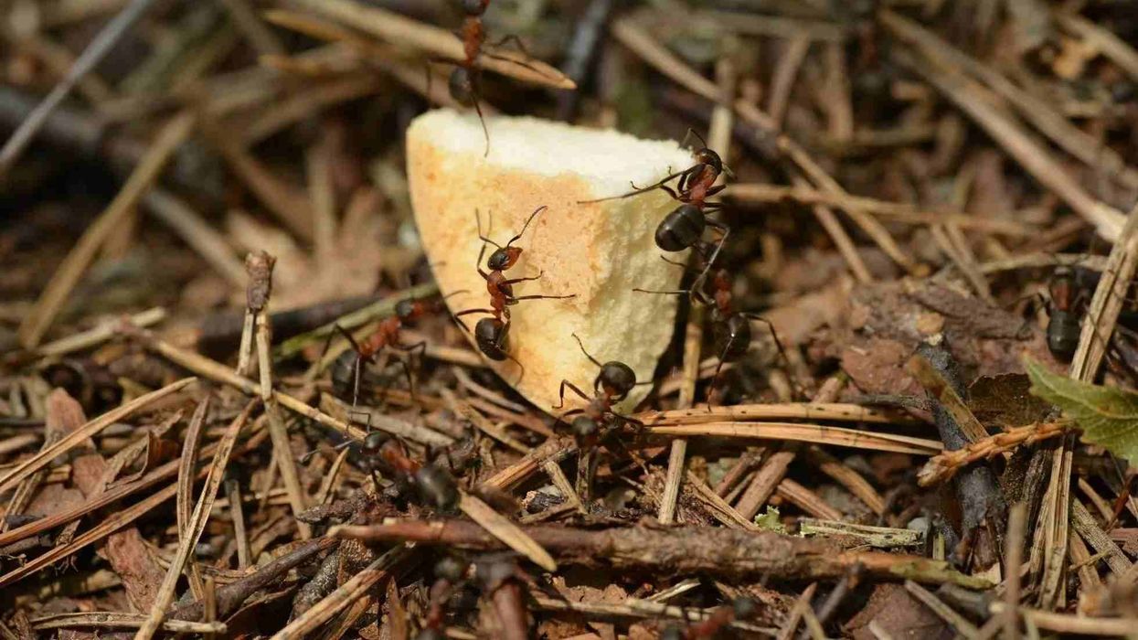 Carpenter Ant facts are very interesting to note.