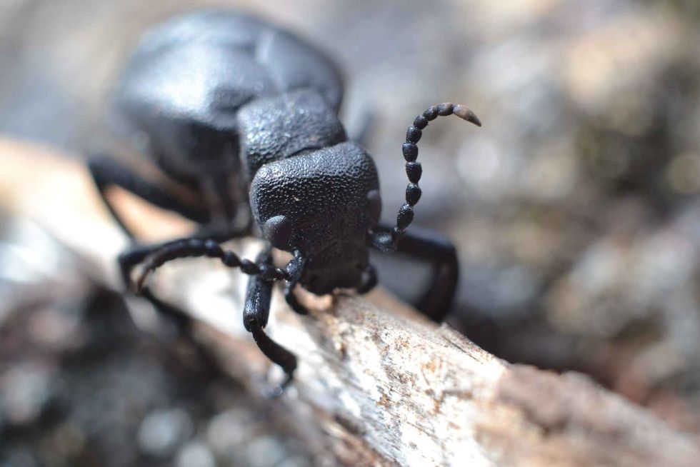 Carpenter ant on a wooden log.