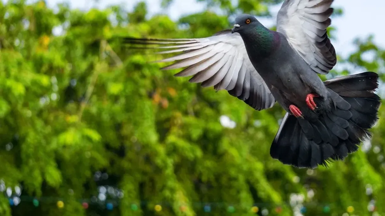 Carrier pigeon facts are from the pages of history.