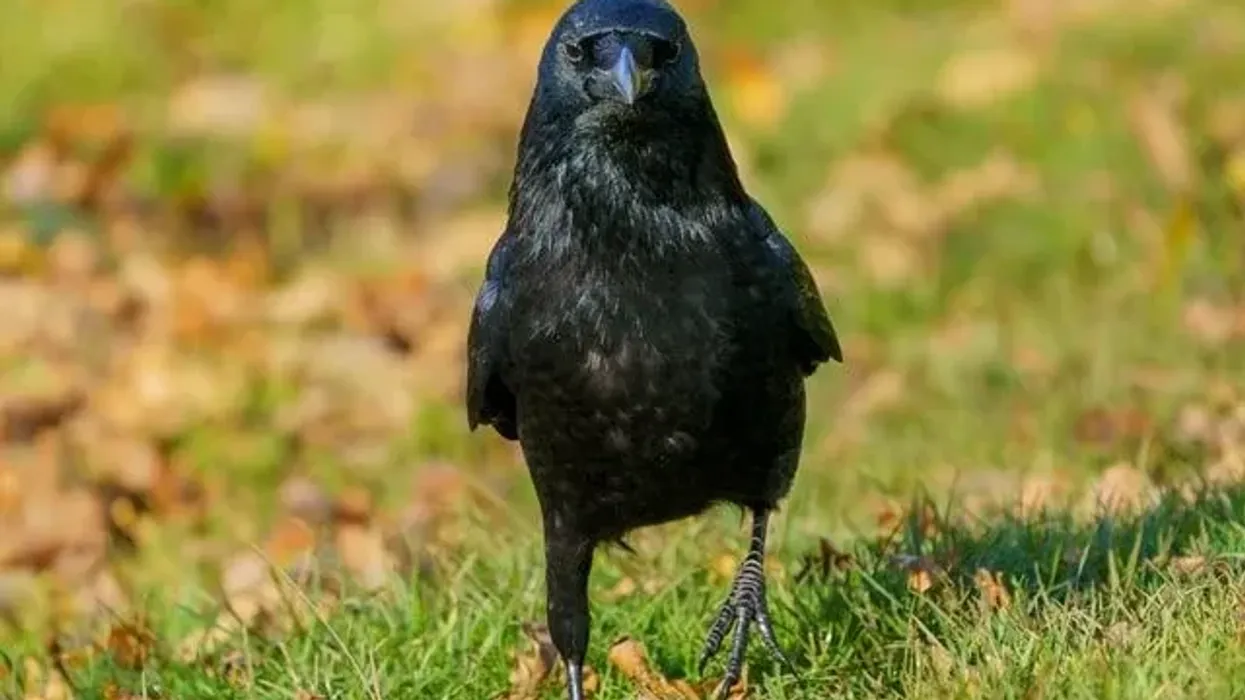 Carrion crow facts give us an idea about this type of highly intelligent bird