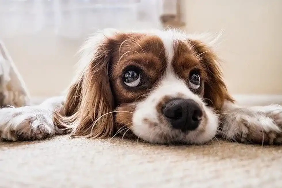 Cartoon dog names are very popular among pet owners.