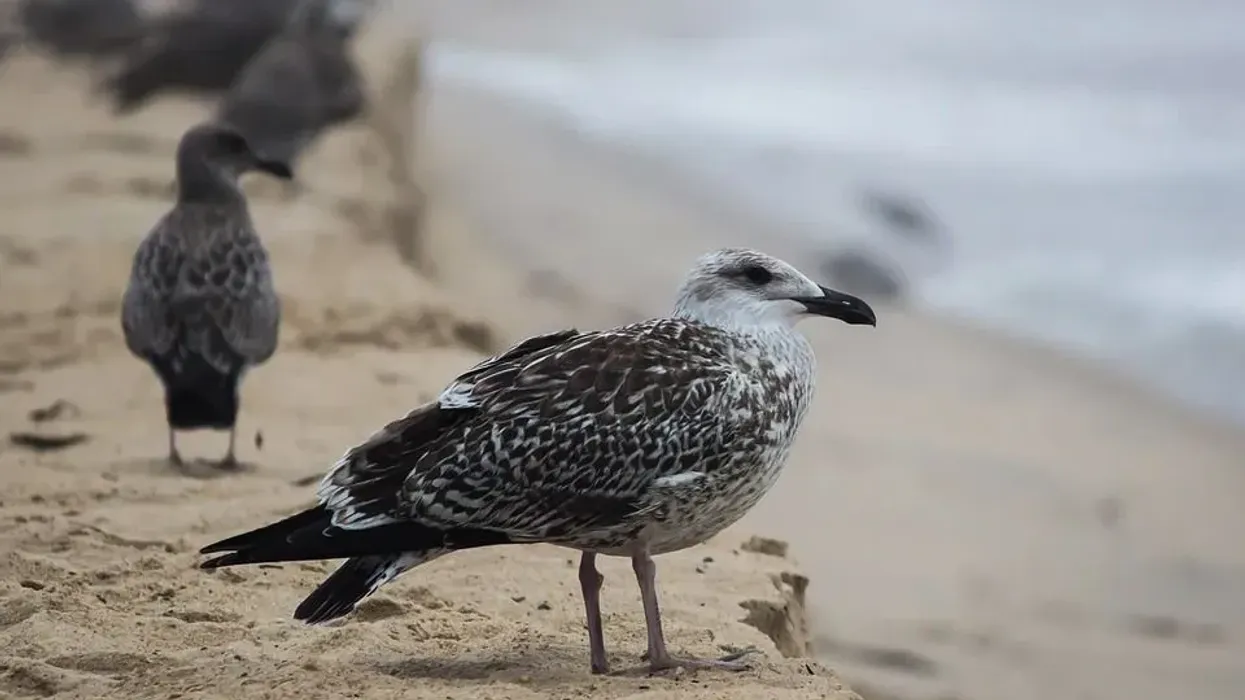 Caspian Gull facts are entertaining and interesting!