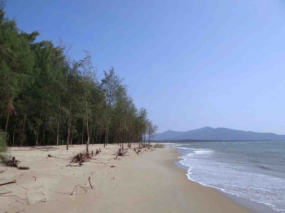 Casuarina trees are salt tolerant