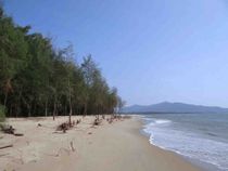Casuarina trees are salt tolerant