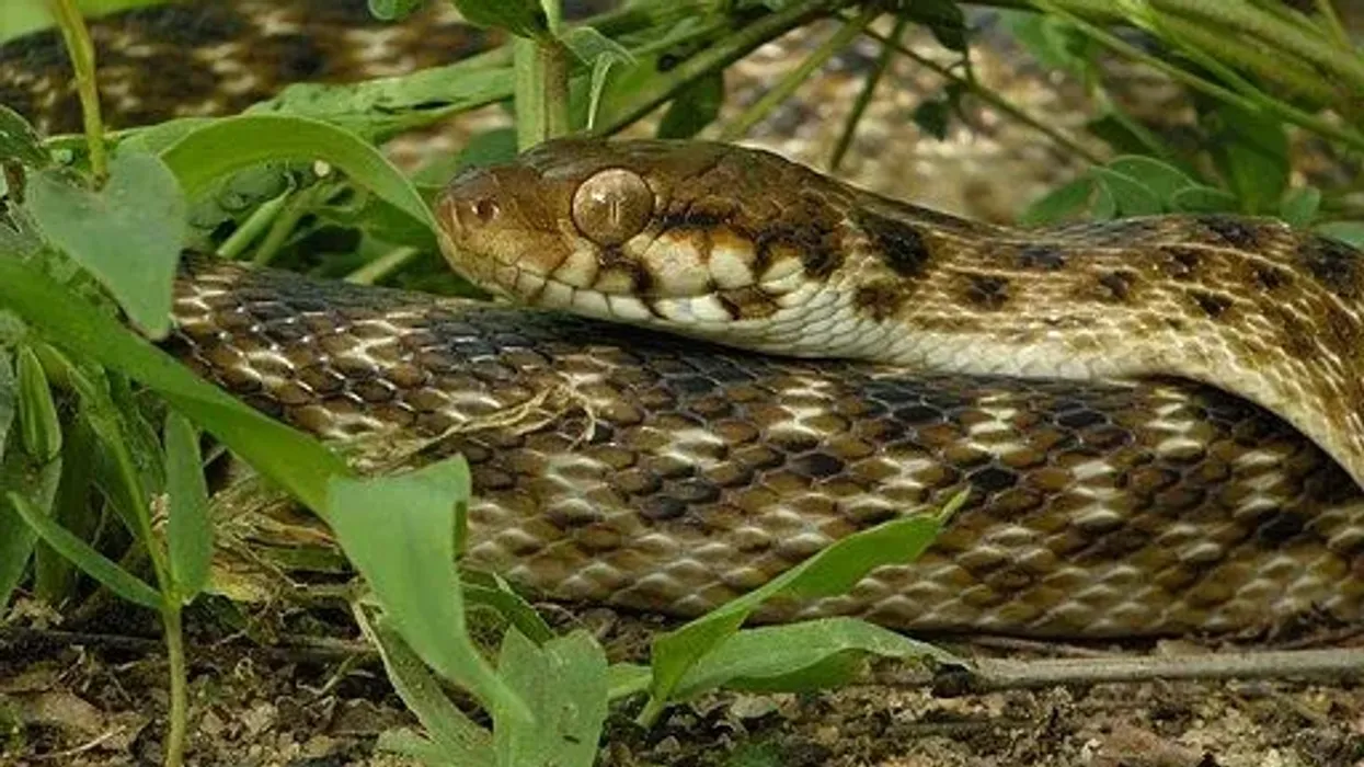 Cat-Eyed Snake Fact File