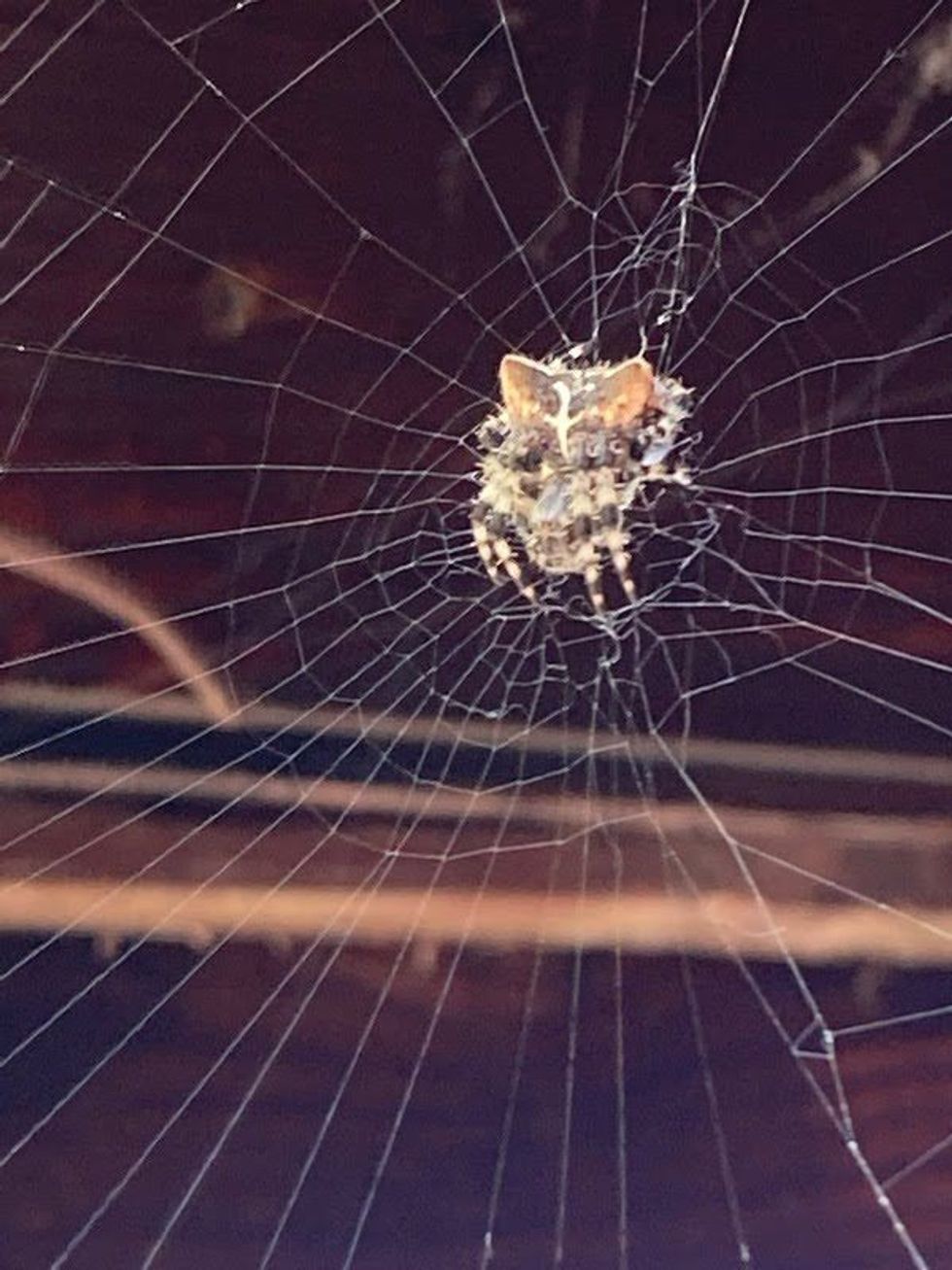 Fun Cat-faced Spider Facts For Kids 