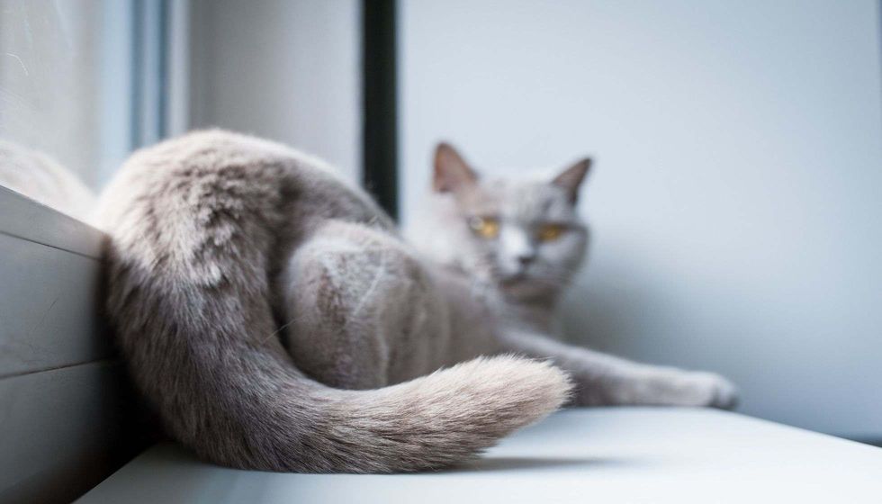 Cat resting and having fun.