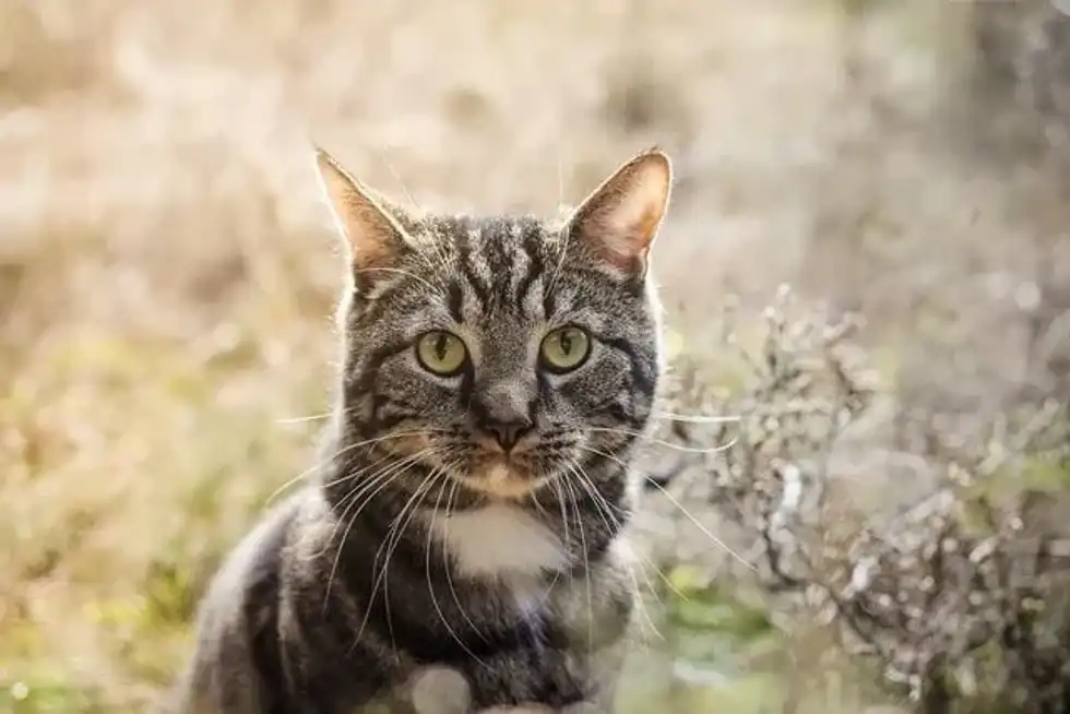 Cat's 'purrfect' photoshoot pose.
