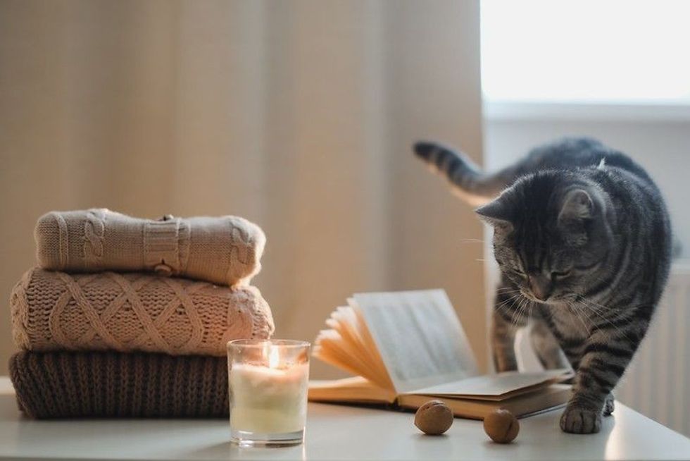 Cat walking around book