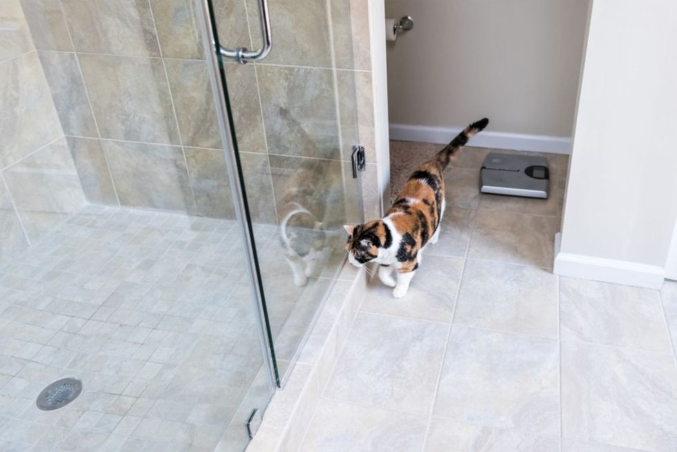 Cat walking inside modern luxury tiled bathroom in home.