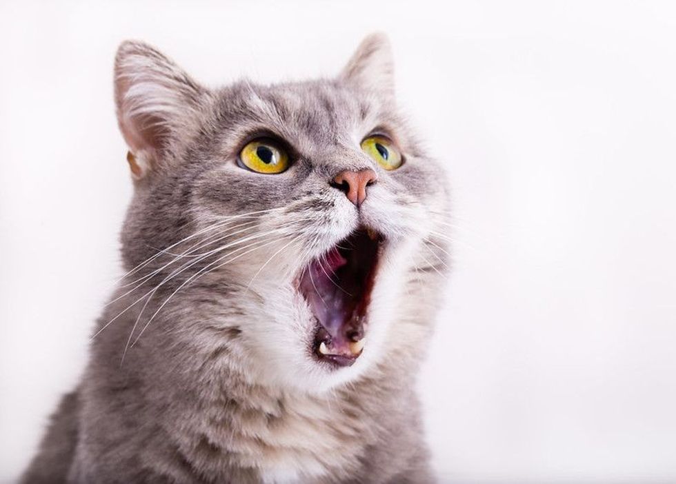 Cat yawning and staring