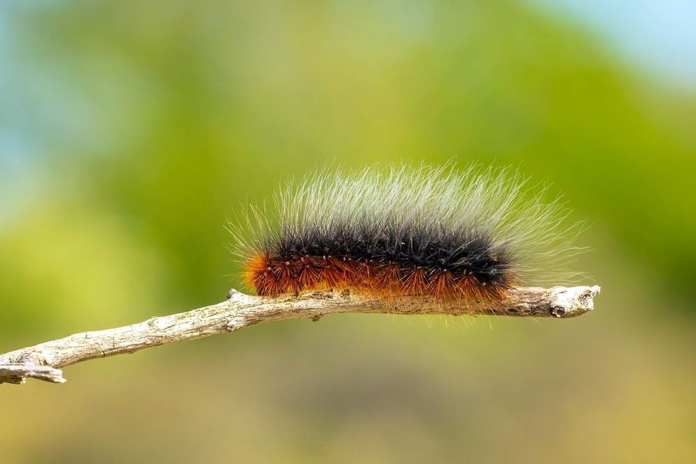 Caterpillar crawling on branch