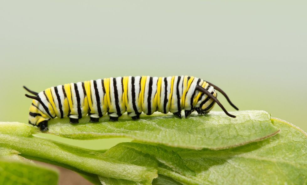 Caterpillar resting on a milkweed leaf.