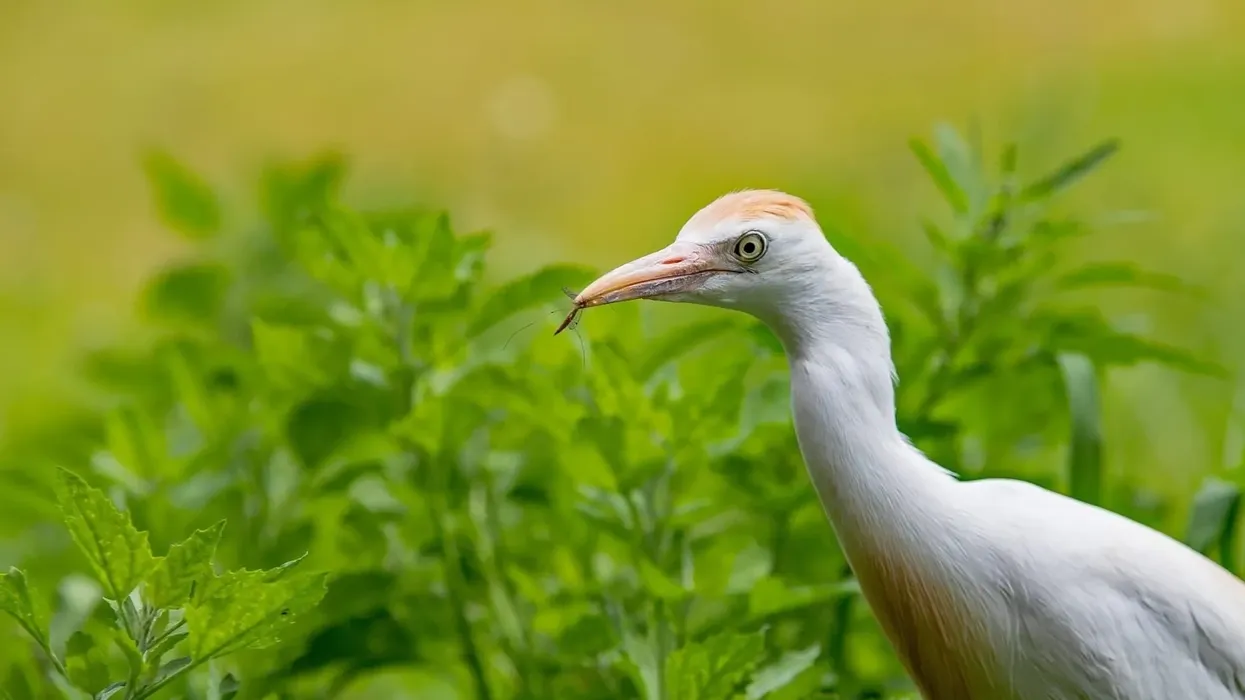 Cattle egret facts are interesting because of their peculiar behavior.