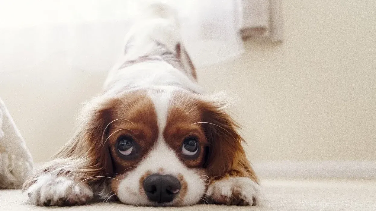 Cavalier King Charles Spaniel name often elicited questions about its heritage.